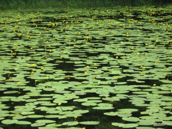 Lacul Cu Nuferi Ipotesti Mihai Eminescu