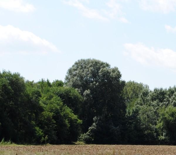 Rezervatia Naturala Padurea Ciornuleasa poza